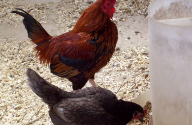 Flynn's Pet Care Dunoon, poultry feeding