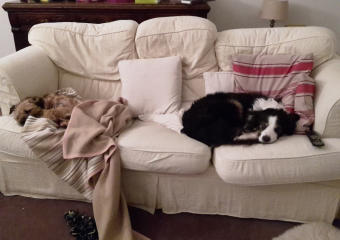 Flynn's Pet Care Dunoon, dogs sleeping on sofa