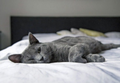 Flynn's Pet Care Dunoon, sleeping cat